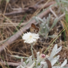 Neolucia agricola (Fringed Heath-blue) at Bimberi Nature Reserve - 18 Dec 2023 by RAllen