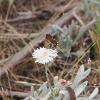 Neolucia agricola (Fringed Heath-blue) at Bimberi Nature Reserve - 18 Dec 2023 by RAllen