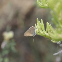 Nacaduba biocellata (Two-spotted Line-Blue) at Namadgi National Park - 18 Dec 2023 by RAllen