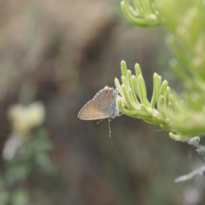 Nacaduba biocellata (Two-spotted Line-Blue) at Cotter River, ACT - 18 Dec 2023 by RAllen