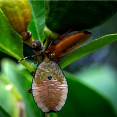 Musgraveia sulciventris (Bronze Orange Bug) at Holt, ACT - 1 Jan 2024 by Margo