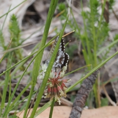 Neolucia agricola (Fringed Heath-blue) at Cotter River, ACT - 18 Dec 2023 by RAllen