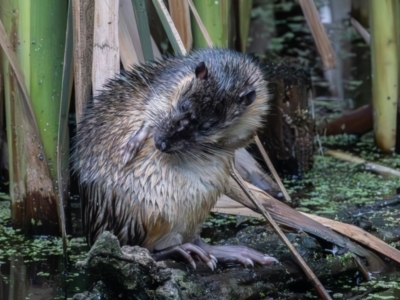 Hydromys chrysogaster (Rakali or Water Rat) at Jerrabomberra Wetlands - 31 Dec 2023 by rawshorty