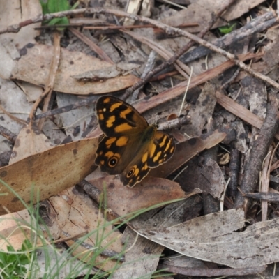 Heteronympha solandri (Solander's Brown) at Namadgi National Park - 18 Dec 2023 by RAllen