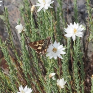 Trapezites phigalioides at Bimberi Nature Reserve - 18 Dec 2023