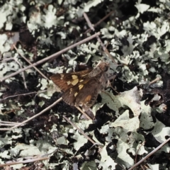 Trapezites phigalioides at Bimberi Nature Reserve - 18 Dec 2023 04:22 PM