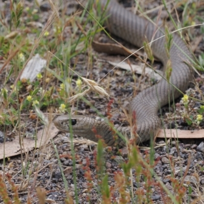 Pseudonaja textilis (Eastern Brown Snake) at Brindabella, NSW - 18 Dec 2023 by RAllen