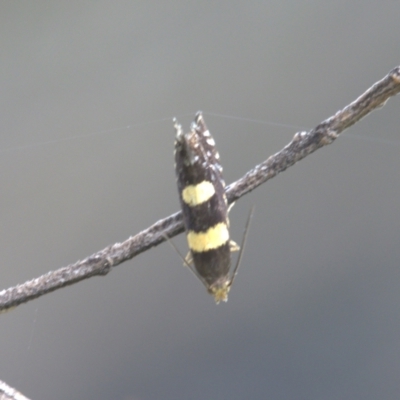 Glyphipterix chrysoplanetis (A Sedge Moth) at Lyons, ACT - 1 Jan 2024 by ran452