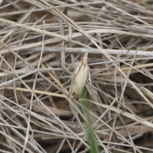 Culladia cuneiferellus at Lyons, ACT - 31 Dec 2023