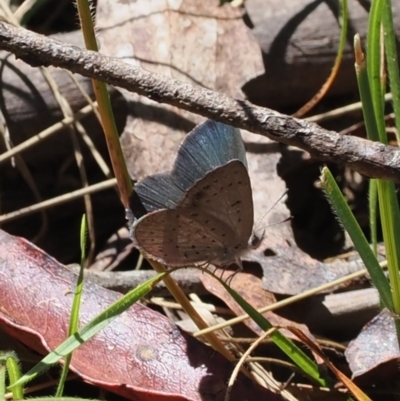 Erina acasta (Blotched Dusky-blue) at Namadgi National Park - 30 Dec 2023 by RAllen