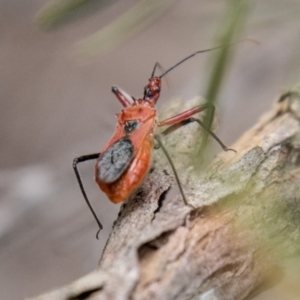 Gminatus australis at Bluett's Block (BBL) - 31 Dec 2023