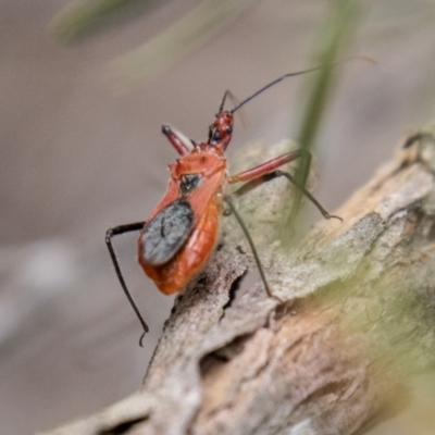 Gminatus australis (Orange assassin bug) at Denman Prospect 2 Estate Deferred Area (Block 12) - 31 Dec 2023 by SWishart
