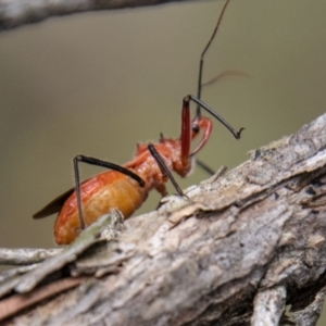 Gminatus australis at Bluett's Block (BBL) - 31 Dec 2023