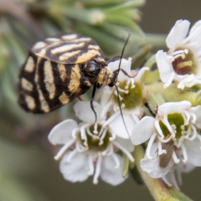 Asura lydia (Lydia Lichen Moth) at Denman Prospect 2 Estate Deferred Area (Block 12) - 31 Dec 2023 by SWishart