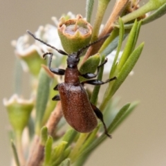 Ecnolagria grandis (Honeybrown beetle) at Bluett's Block (BBL) - 31 Dec 2023 by SWishart