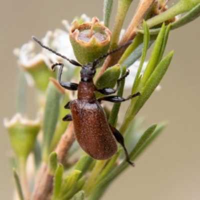 Ecnolagria grandis (Honeybrown beetle) at Bluett's Block (BBL) - 31 Dec 2023 by SWishart