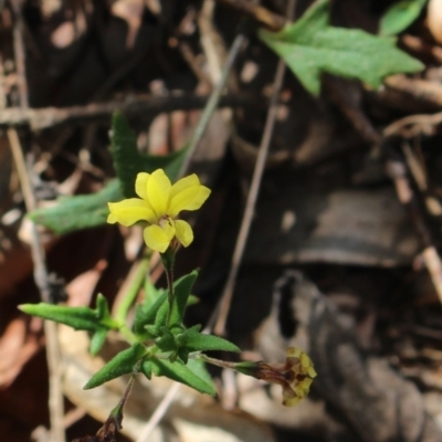 Goodenia heterophylla (Variable-leaved Goodenia) at Stroud, NSW - 25 Dec 2023 by MaartjeSevenster