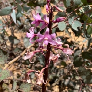 Dipodium roseum at Numeralla, NSW - 31 Dec 2023