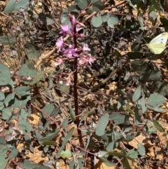 Dipodium roseum at Numeralla, NSW - 31 Dec 2023