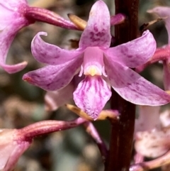 Dipodium roseum at Numeralla, NSW - suppressed