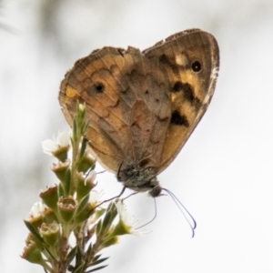 Heteronympha merope at Bluett's Block (BBL) - 31 Dec 2023