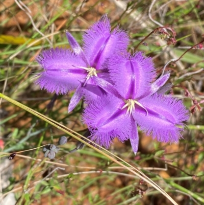 Thysanotus tuberosus subsp. tuberosus (Common Fringe-lily) at Numeralla, NSW - 31 Dec 2023 by SteveBorkowskis