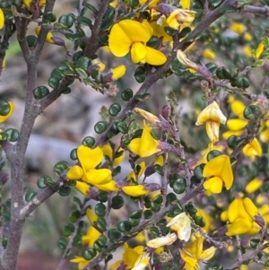 Bossiaea foliosa at Numeralla, NSW - 31 Dec 2023 11:25 AM