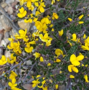 Bossiaea foliosa at Numeralla, NSW - 31 Dec 2023 11:25 AM