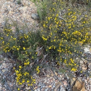 Bossiaea foliosa at Numeralla, NSW - 31 Dec 2023 11:25 AM