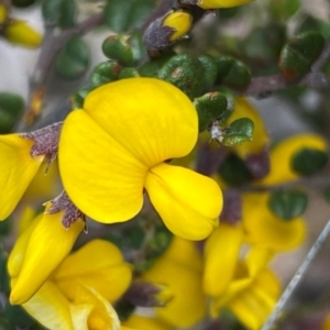 Bossiaea foliosa at Numeralla, NSW - 31 Dec 2023 11:25 AM