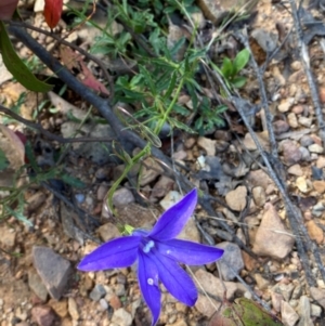 Wahlenbergia gloriosa at Numeralla, NSW - 31 Dec 2023