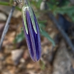 Wahlenbergia gloriosa at Numeralla, NSW - 31 Dec 2023 11:21 AM