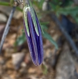 Wahlenbergia gloriosa at Numeralla, NSW - 31 Dec 2023 11:21 AM