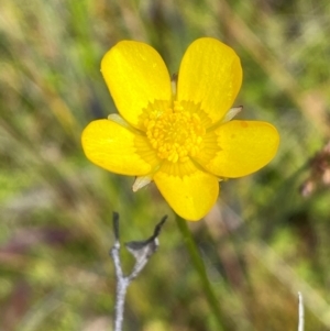 Ranunculus lappaceus at Numeralla, NSW - 31 Dec 2023 11:17 AM