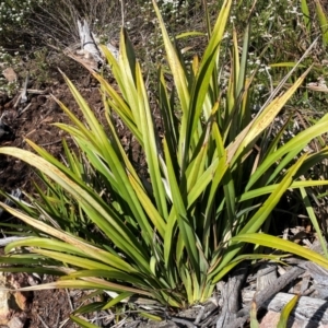 Dianella tasmanica at Numeralla, NSW - 31 Dec 2023 10:45 AM