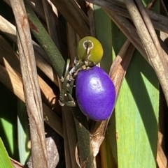 Dianella tasmanica at Numeralla, NSW - 31 Dec 2023 10:45 AM