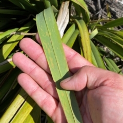 Dianella tasmanica at Numeralla, NSW - 31 Dec 2023 10:45 AM