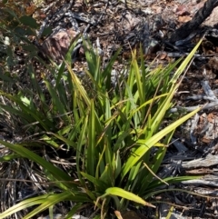 Dianella tasmanica at Numeralla, NSW - 31 Dec 2023 10:45 AM