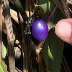 Dianella tasmanica at Numeralla, NSW - 31 Dec 2023 10:45 AM