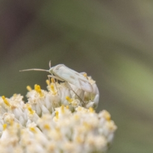 Miridae (family) at Bluett's Block (BBL) - 31 Dec 2023 04:35 PM