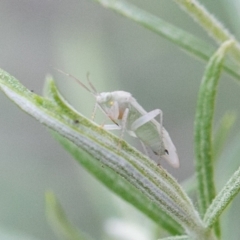 Miridae (family) at Bluett's Block (BBL) - 31 Dec 2023 04:35 PM