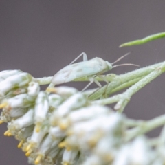 Miridae (family) at Bluett's Block (BBL) - 31 Dec 2023