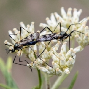 Gynoplistia sp. (genus) at Bluett's Block (BBL) - 31 Dec 2023