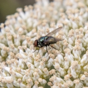 Chrysomya sp. (genus) at Undefined Area - 31 Dec 2023 04:59 PM