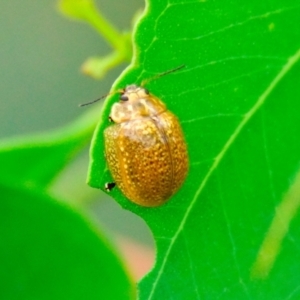 Paropsisterna cloelia at Woodstock Nature Reserve - 1 Jan 2024 10:42 AM