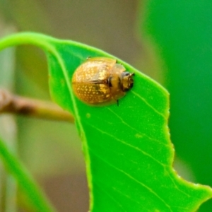 Paropsisterna cloelia at Woodstock Nature Reserve - 1 Jan 2024 10:42 AM