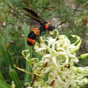 Lophyrotoma interrupta at Sth Tablelands Ecosystem Park - 31 Dec 2023 03:37 PM