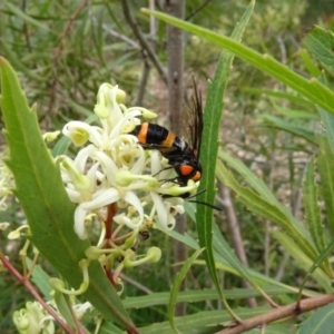 Lophyrotoma interrupta at Sth Tablelands Ecosystem Park - 31 Dec 2023 03:37 PM