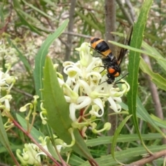 Lophyrotoma interrupta at Sth Tablelands Ecosystem Park - 31 Dec 2023 03:37 PM