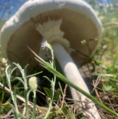 Macrolepiota dolichaula at Black Flat at Corrowong - 31 Dec 2023 01:00 PM